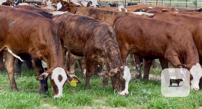Cattle Range Listing Photo