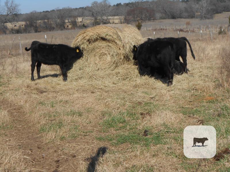 Cattle Range Listing Photo