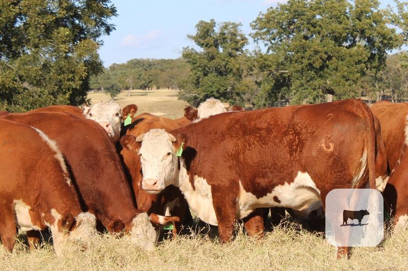 Cattle Range Listing Photo 2