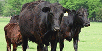 45 Angus & BWF Cows w/ 8+ Calves... E. Central OK