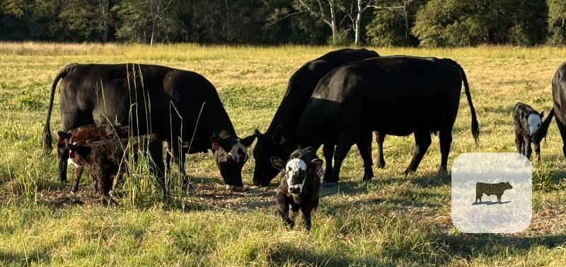 Cattle Range Listing Photo