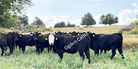 40 Angus & BWF Cows... Southwest MO
