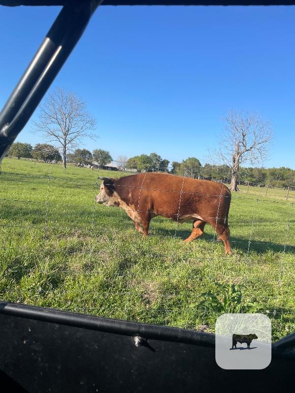 Cattle Range Listing Photo