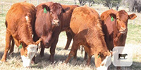 11 Red Angus/RWF Bred Heifers... Central TX