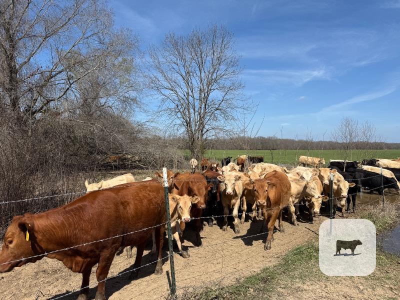Cattle Range Listing Photo