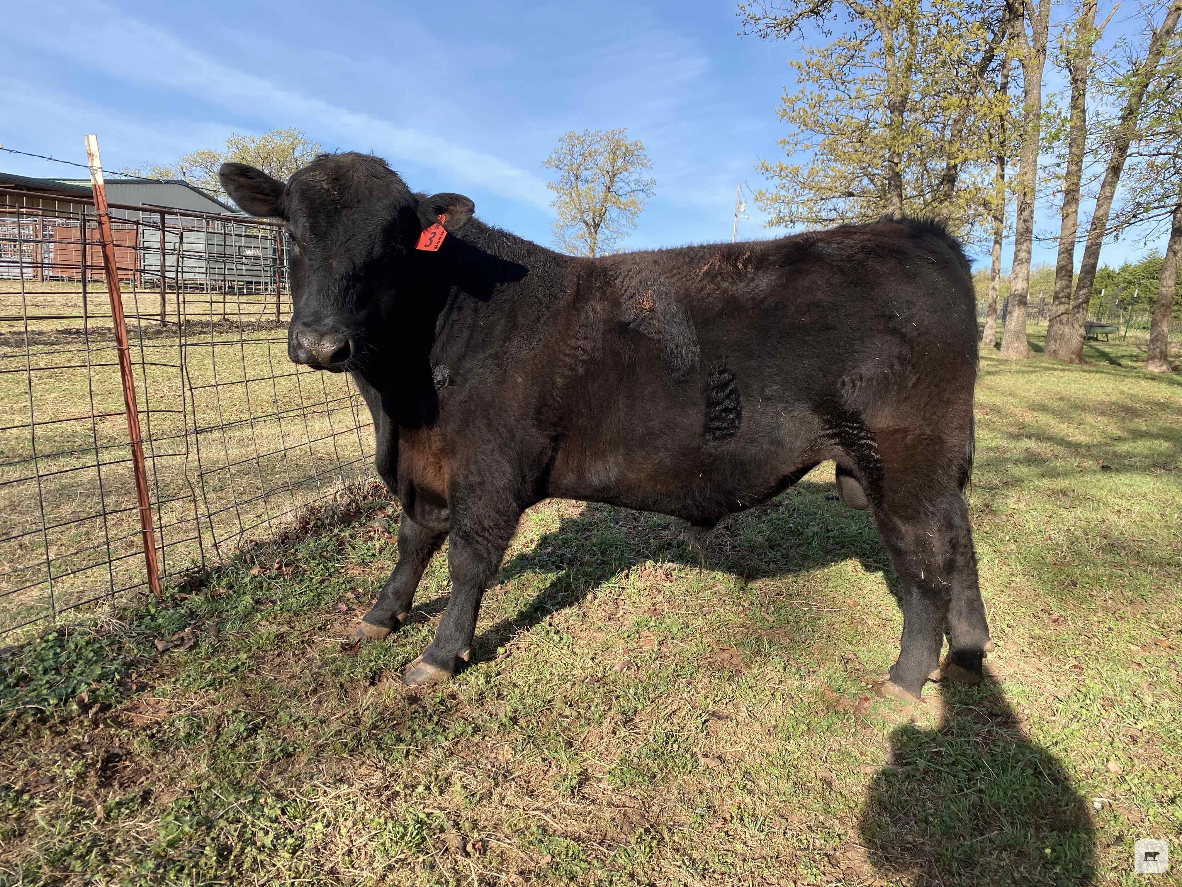 Cattle Range Listing Photo