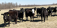 50 Angus & BWF Bred Heifers... Southwest MO