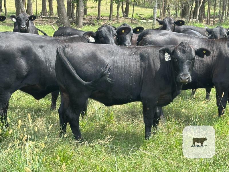 Cattle Range Listing Photo