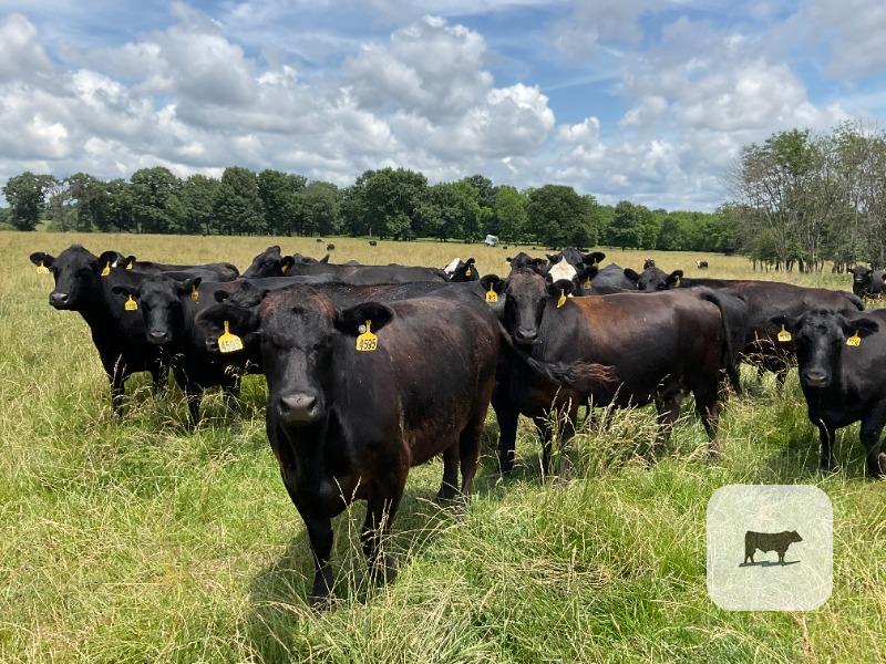 Cattle Range Listing Photo