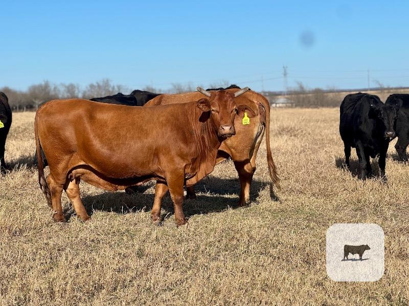 Cattle Range Listing Photo