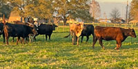 38 Crossbred Cows w/ 20+ Calves... Southeast LA