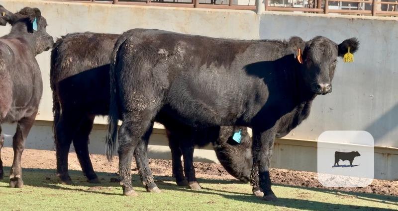 Cattle Range Listing Photo