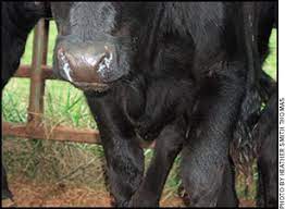 BRD Research could potentially Save Cattle Industry $Millions