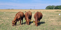 16 Red Angus & RWF Pairs... Central OK