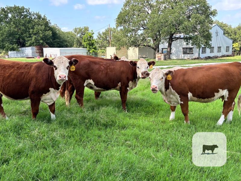 Cattle Range Listing Photo