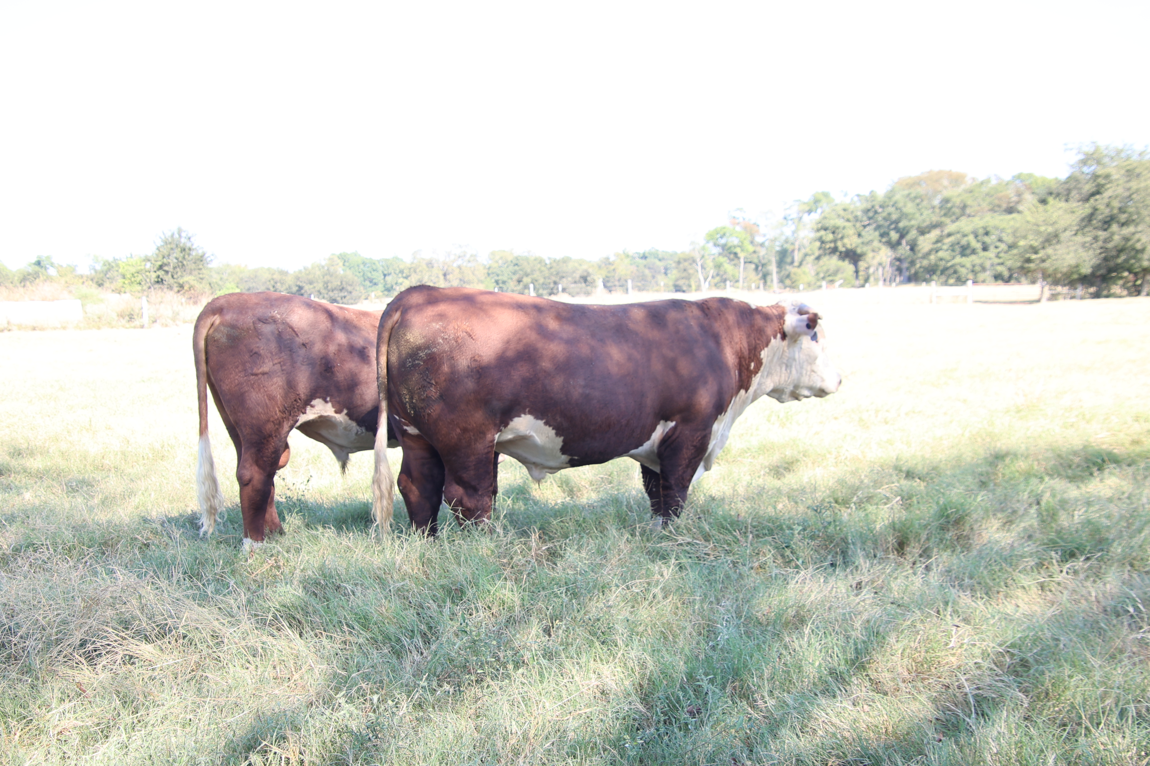 Cattle Range Listing Photo 6