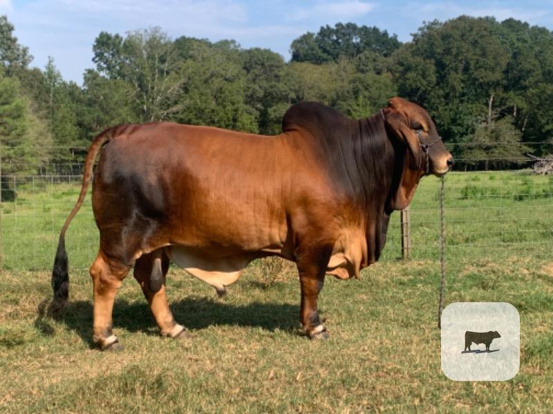 Cattle Range Listing Photo
