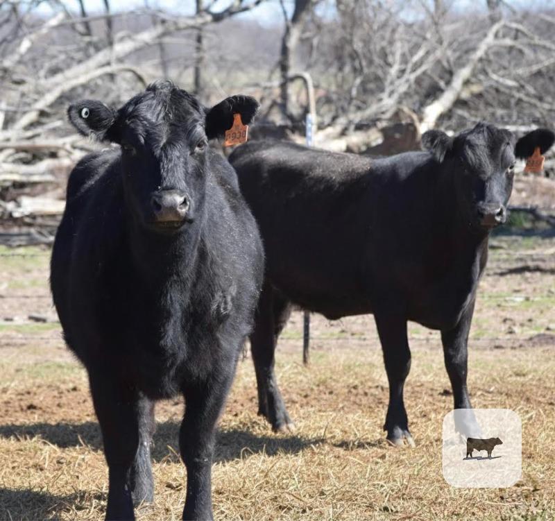 Cattle Range Listing Photo