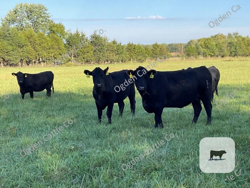 Cattle Range Listing Photo