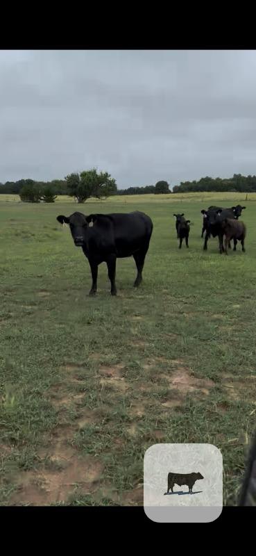 Cattle Range Listing Photo