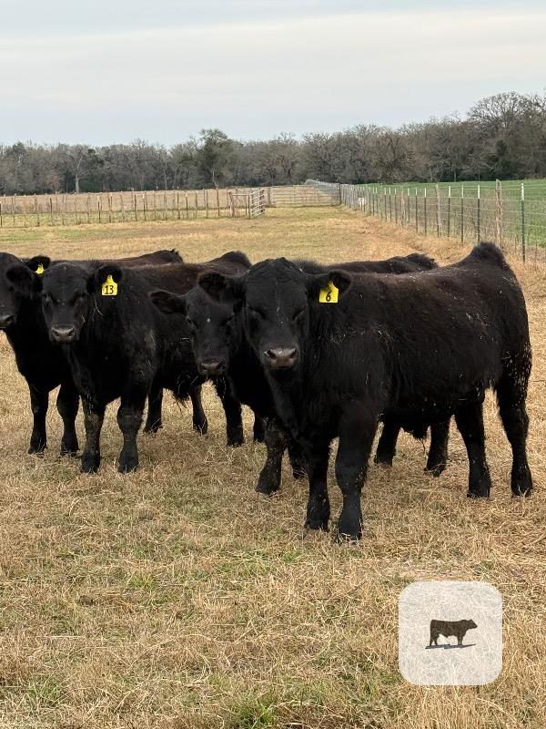 Cattle Range Listing Photo