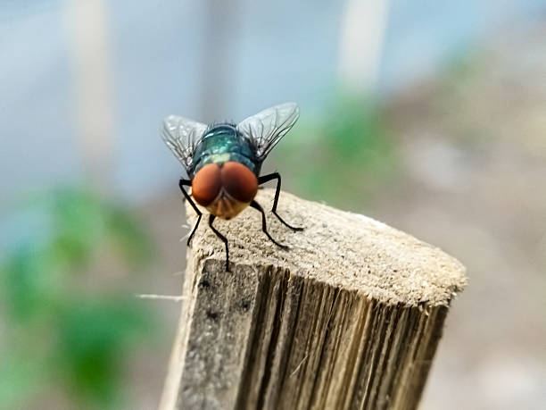USDA’s New World Screwworm Domestic Readiness & Response Policy Initiative