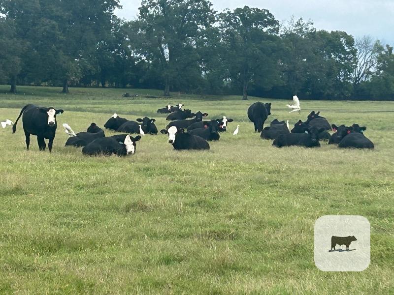 Cattle Range Listing Photo