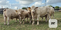 6 Reg. Charolais Bulls... Southeast TX