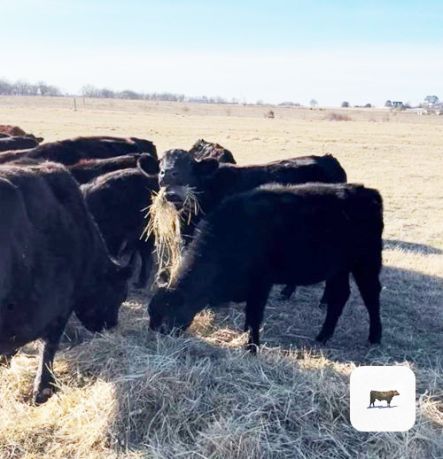 Cattle Range Listing Photo