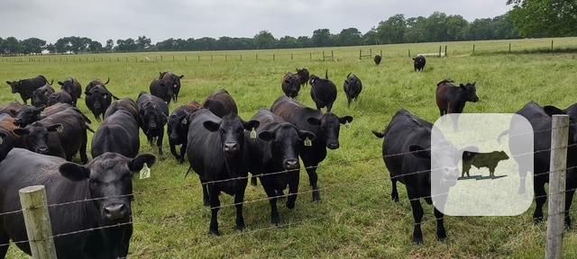 Cattle Range Listing Photo
