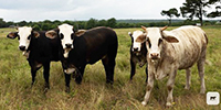 6 Braford/Tigerstripe Rep. Heifers... W. Central AR