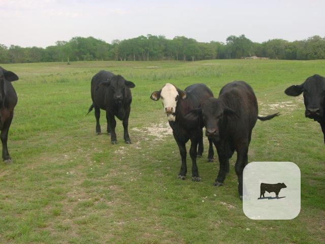 Cattle Range Listing Photo