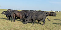 47 Angus Plus Bred Heifers... Northeast TX