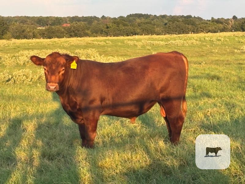 Cattle Range Listing Photo