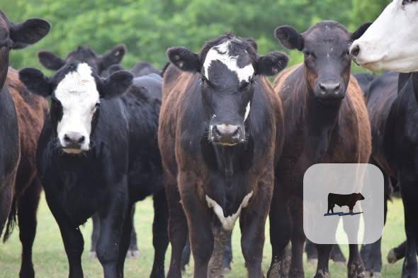 Cattle Range Listing Photo