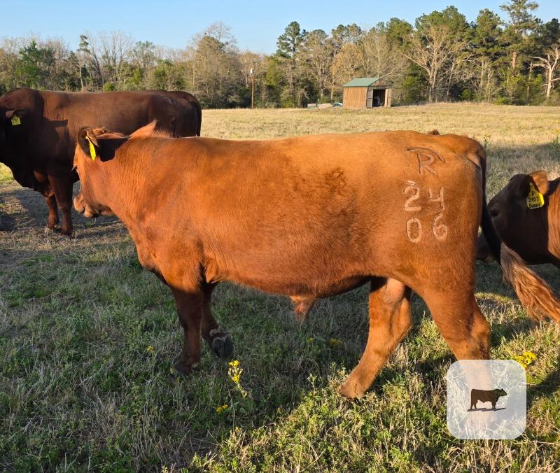 Cattle Range Listing Photo