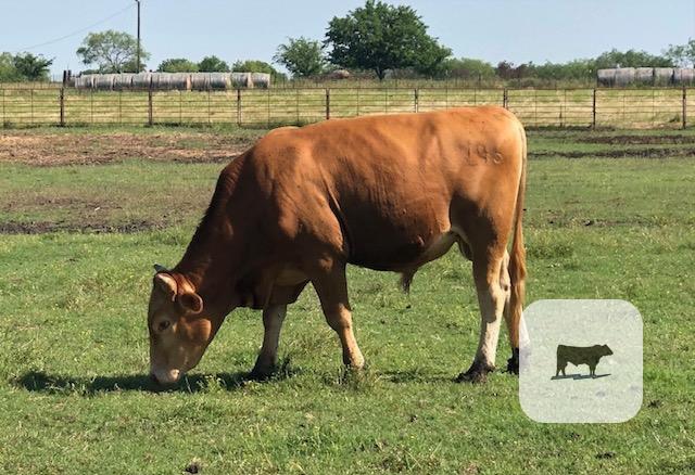 Cattle Range Listing Photo