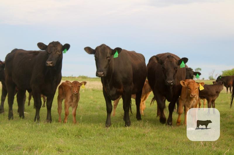 Cattle Range Listing Photo