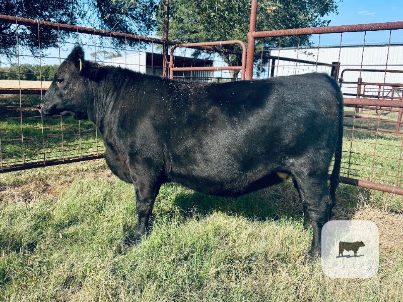 Cattle Range Listing Photo