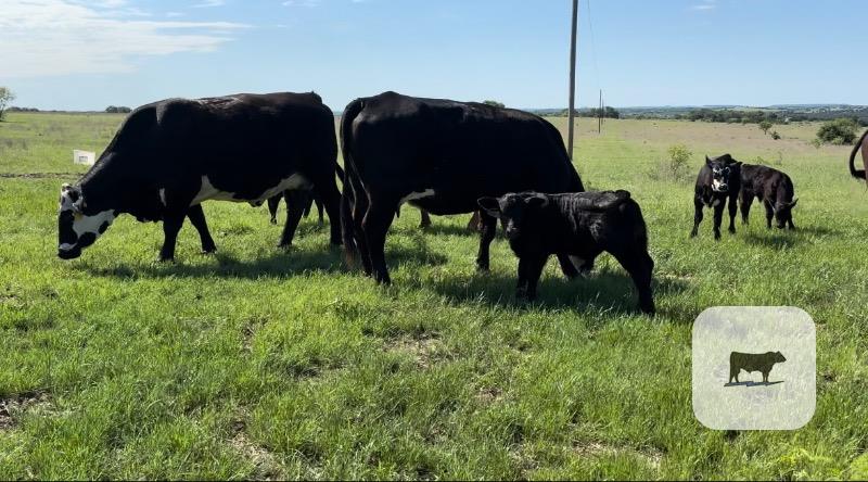 Cattle Range Listing Photo