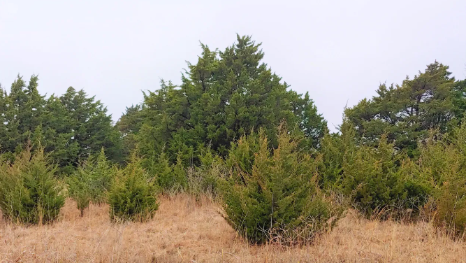 Eastern Red Cedar Trees fuel spread of Lone Star Tick