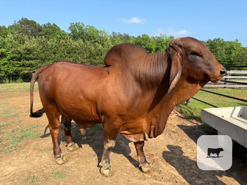 Cattle Range Listing Photo