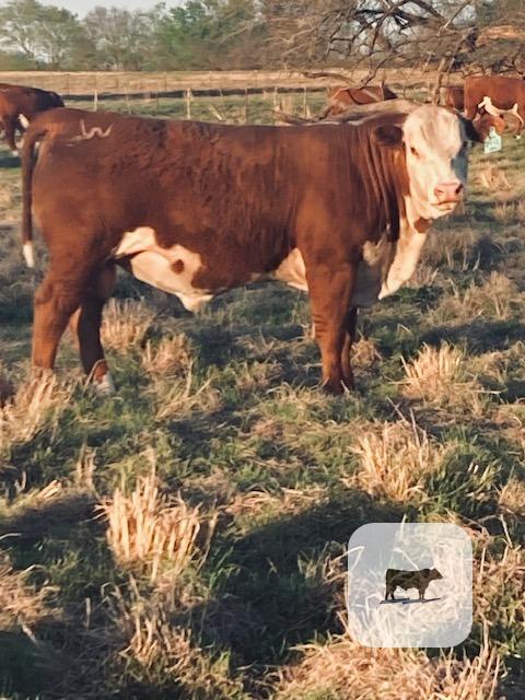 Cattle Range Listing Photo