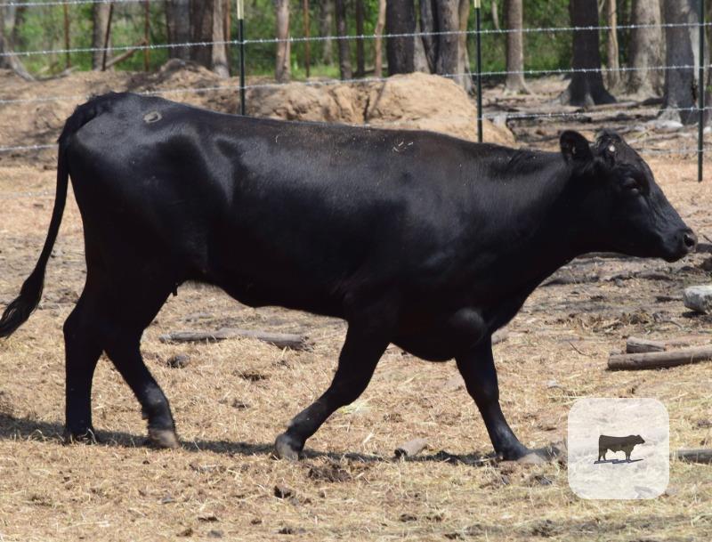 Cattle Range Listing Photo
