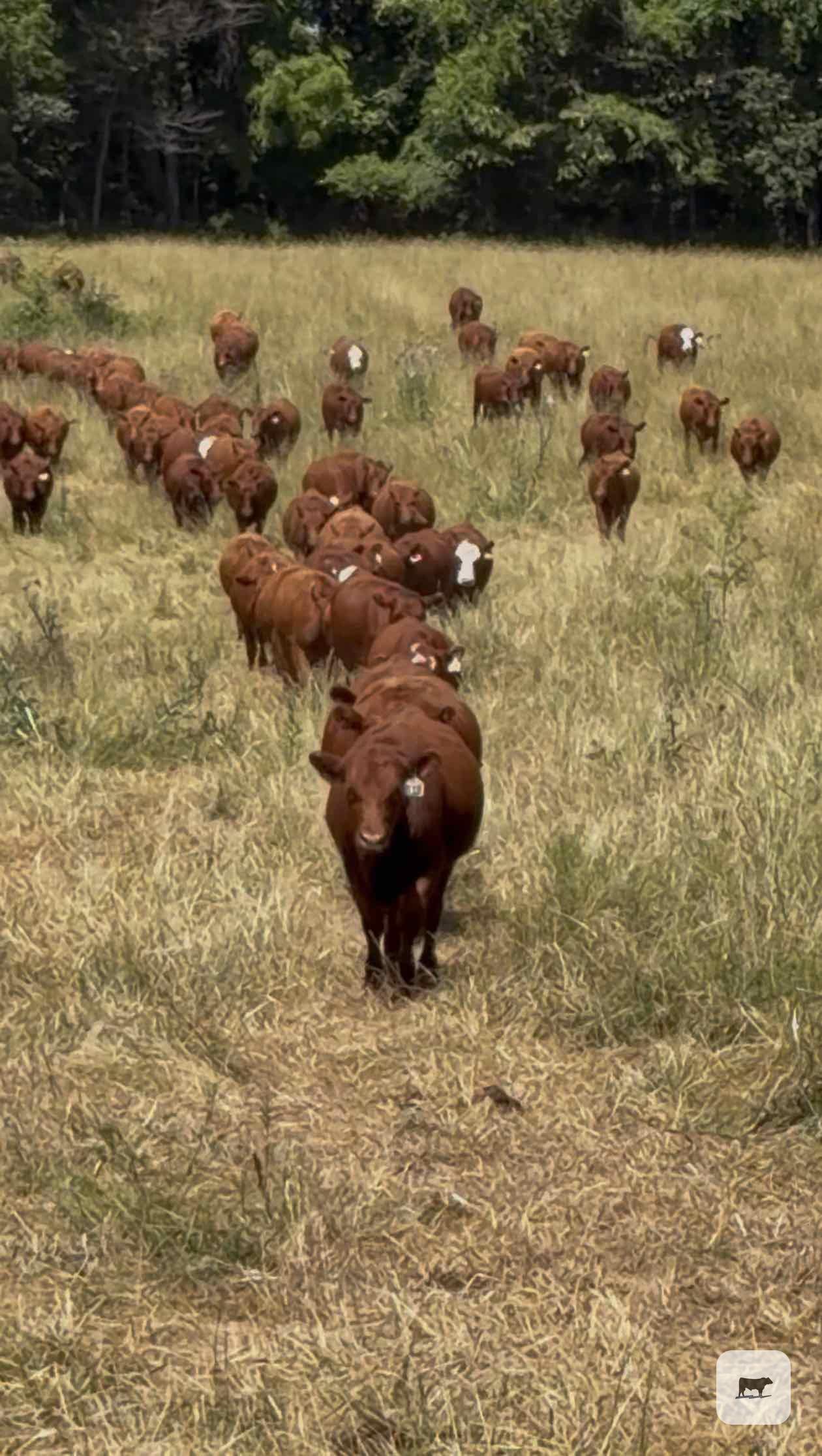 Cattle Range Listing Photo