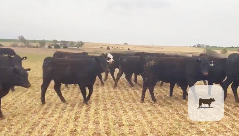 Cattle Range Listing Photo