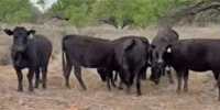40  Angus 2nd-Calf Cows w/ 2+ Calves... TX South Plains