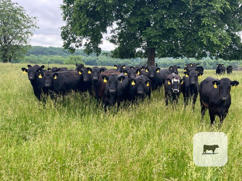 Cattle Range Listing Photo