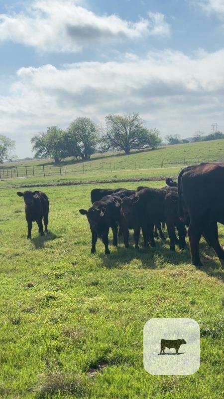 Cattle Range Listing Photo