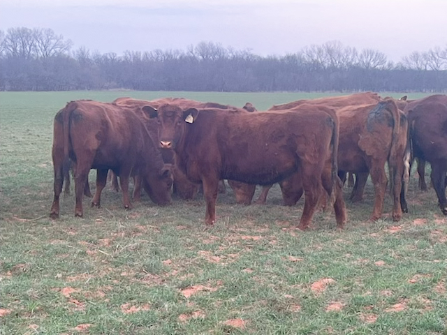 Cattle Range Listing Photo